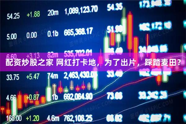 配资炒股之家 网红打卡地,为了出片,踩踏麦田?